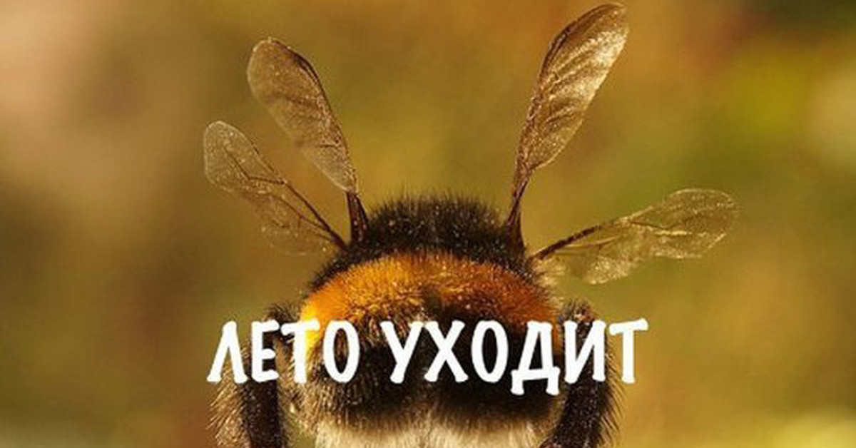 Я и уходящее лето. Лето уходит картинки. Лето уходит Шмель. Пчелка лето уходит.