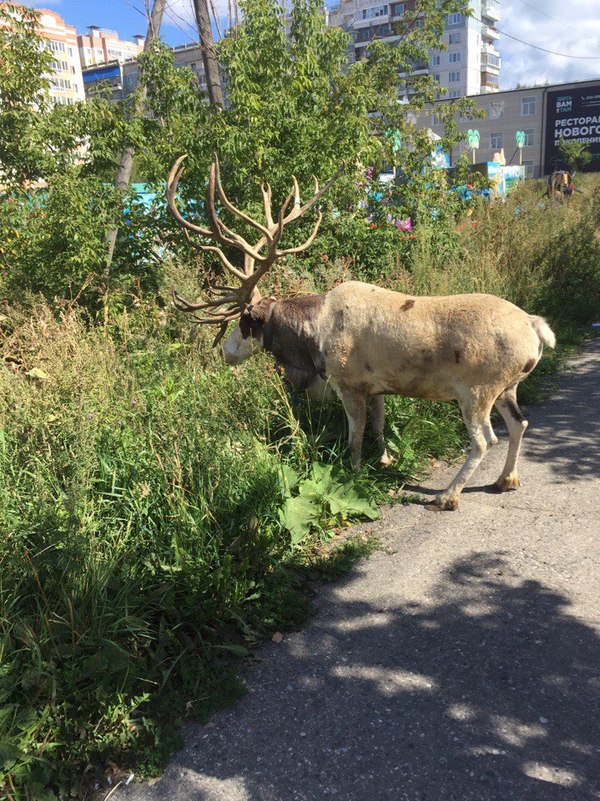 Typical Siberia - Siberia, Summer, Deer, Deer