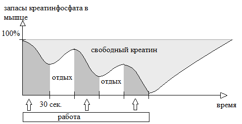 Как тренировать мышцы, отвечающие за работоспособность и выносливость. Часть 2 - Моё, Спорт, Тренер, Программа тренировок, Мышцы, Фитнес, Спортивные советы, Здоровье, Физкультура, Длиннопост