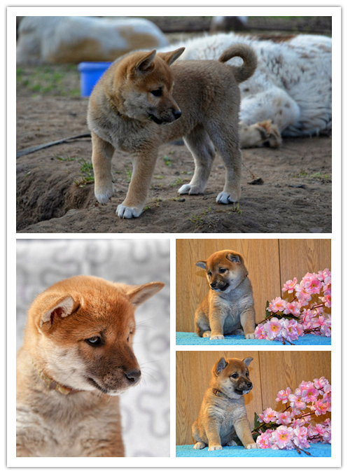 Sibe was-became. - My, Dog, It Was-It Was, Shiba Inu, , Doge, Animals, Longpost