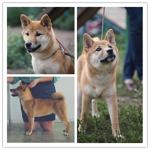 Sibe was-became. - My, Dog, It Was-It Was, Shiba Inu, , Doge, Animals, Longpost