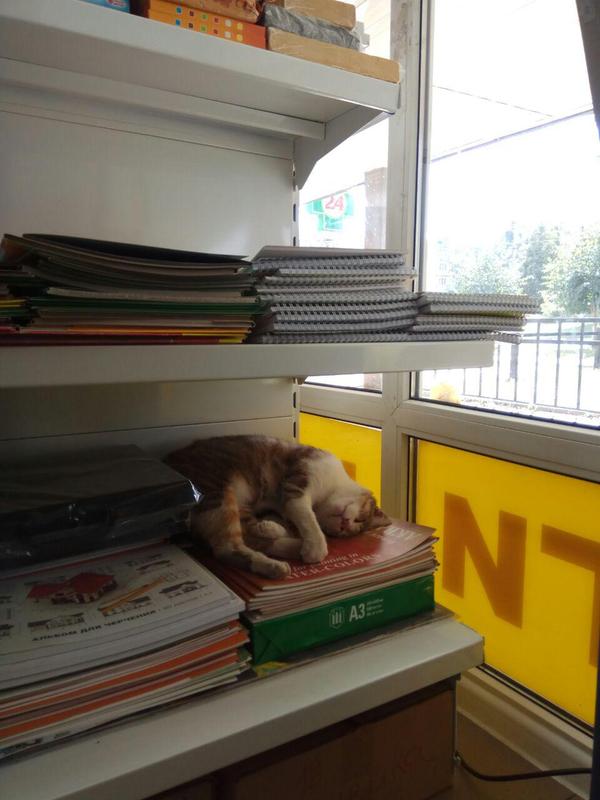 ok... i'll buy paper next time - cat, Funny cats, Milota, Book store, Paper