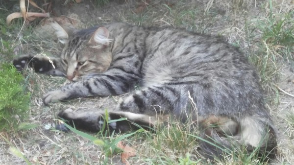 Sad cat on the grass. Hot. - cat, Heat, Fluffy, Catomafia, Anapa, beautiful cat