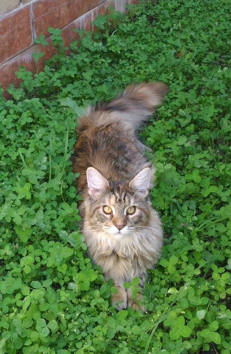 Maine Coon on a walk - My, cat, Maine Coon, Grass