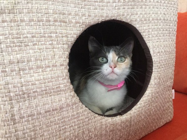 Счастливого владельца котейки пост. Сега.