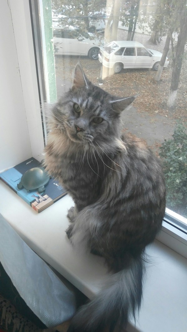 Charlie at the window. - My, Maine Coon, , , Fluffy, cat, Catomafia, Krasnodar