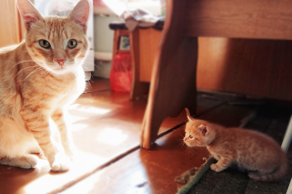 An unexpected meeting for both (: - My, Cat Red Cat!, cat