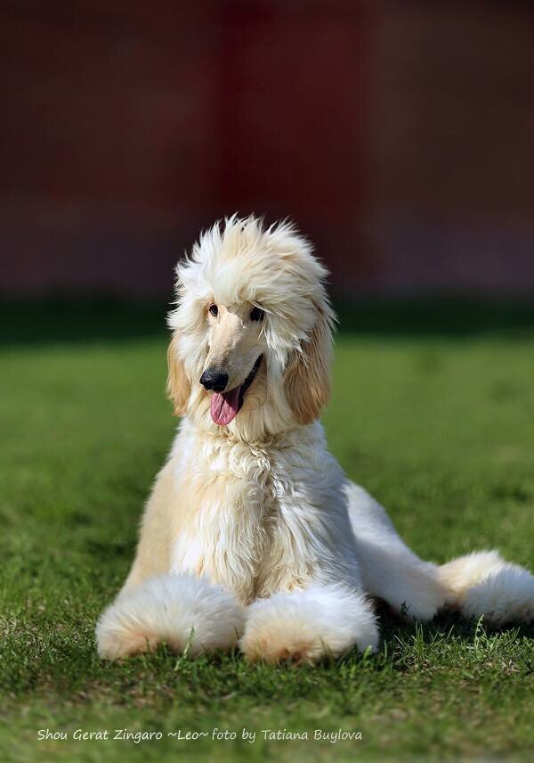 It was-became, Afghan hound wife. - My, Afghan hound, Longpost, Dog, Pet, Pets