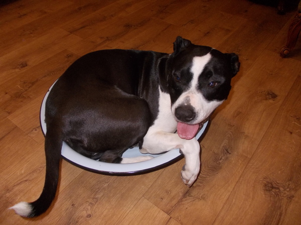 Now it doesn't even fit into a huge bowl! :))) - My, Dog, It Was-It Was, Longpost, Ast