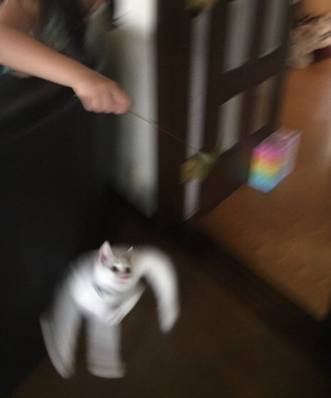 cat speed > light speed - cat, Light speed