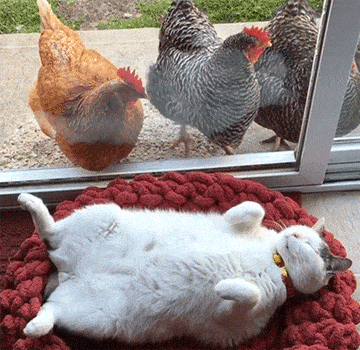 Today is Friday and no chickens will stop us - GIF, cat, Relaxation, Hen, Animals, , Belly