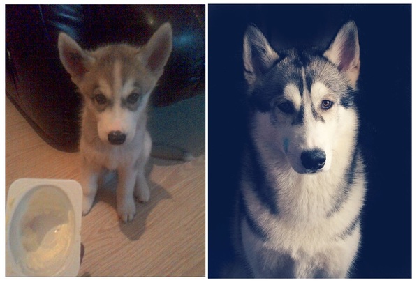 Then and now. - My, 1 year later, Husky, Time