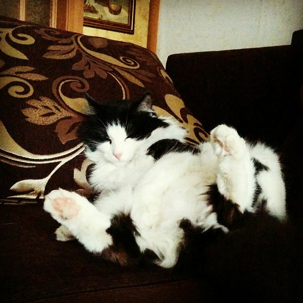 ����� ����, ��� ������