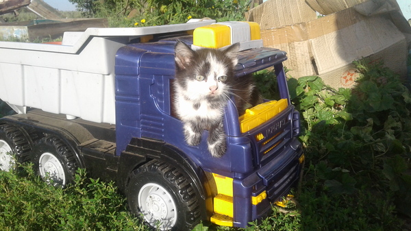 Trucker. - My, , cat, Skating