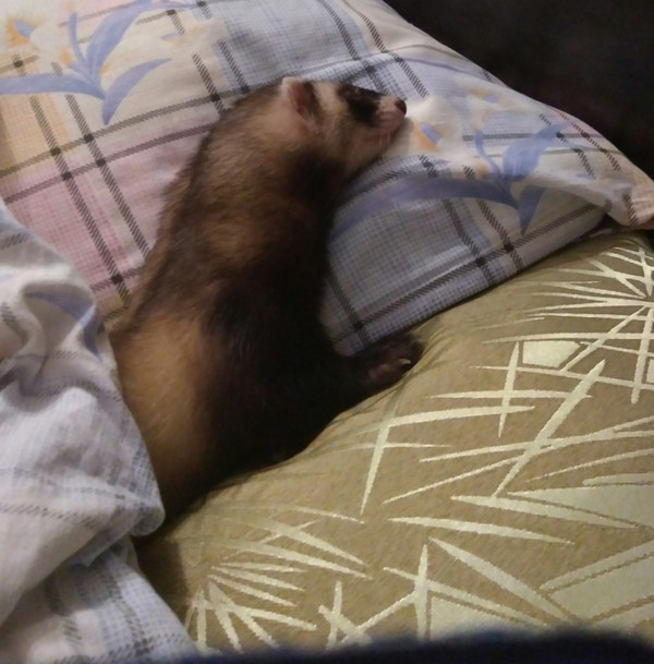 Tired ferrets sleep. (My bed, and you, hostess, sleep on the rug) - My, Ferret, Dream, Milota, Owner