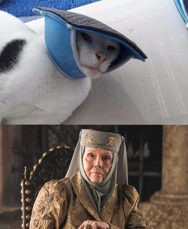 Кот из дома Тирел