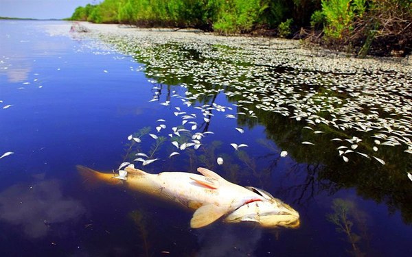 Рыбный апокалипсис в Кировской области - Чистая вода, Экология, Массовая гибель, Рыба, Вода