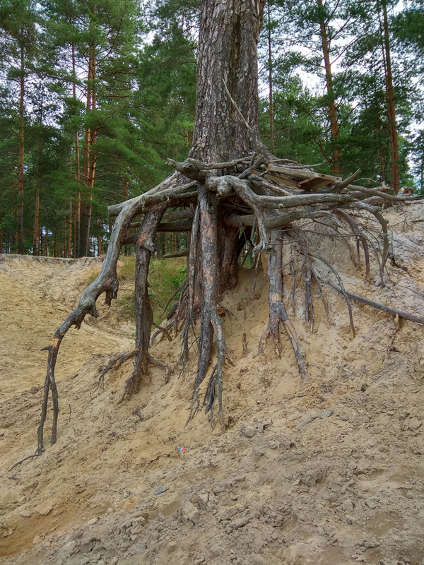 Everything ! - Forest, Landscape, My, Longpost, Mushrooms