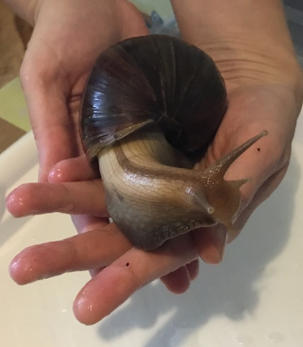 All pets are different. - My, Pet, , Snail, Achatina, , Zoology, Pets, Malacology, Longpost