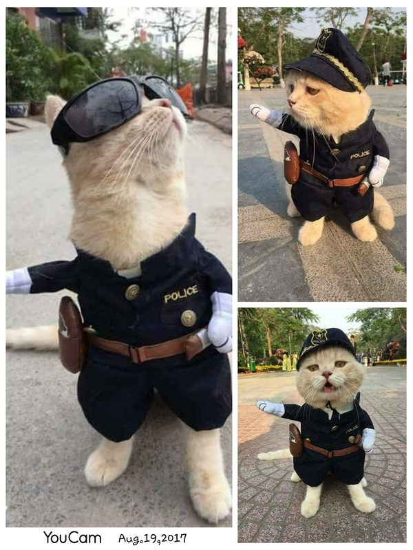 inspector cat - cat, Catomafia, , Police