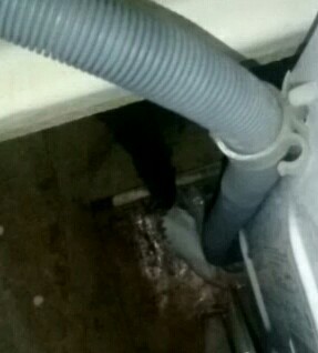 Мышь или крыса?