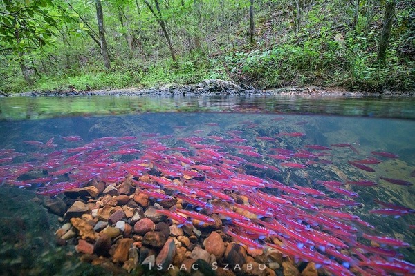    -    -  Rainbow shiners         , .