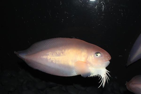        -      ? (    areproctus rastrinus     )