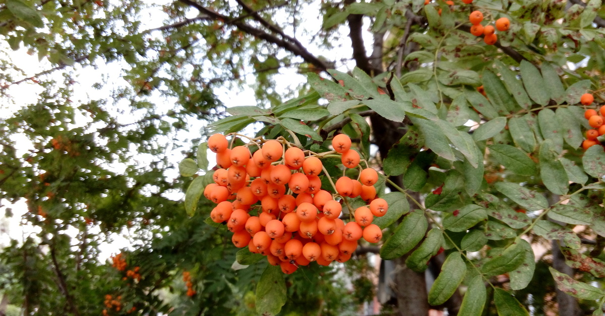 Рябина бузинолистная фото