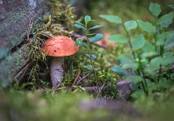 Mushroom photography #42 - My, Mushrooms, Forest, Boletus, Redheads, Borovik, Canon 100 mm, Longpost