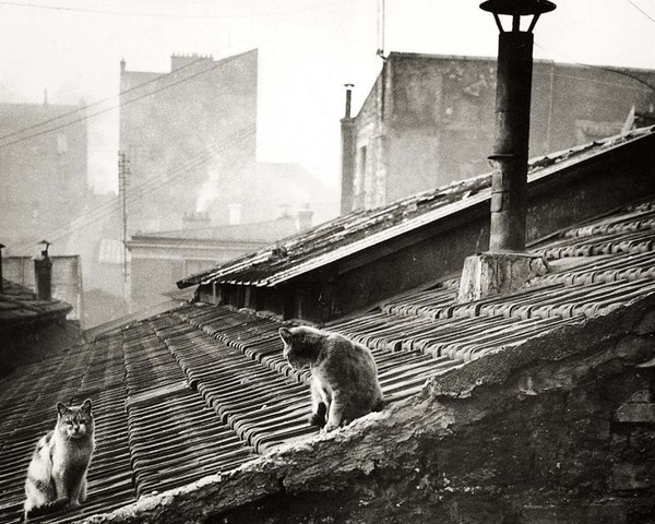 Cats on Parisian rooftops, 1947 - cat, France, , Old photo, Ancestors