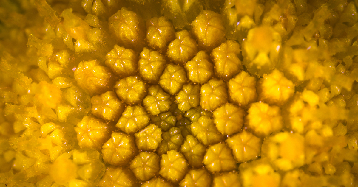 Как выглядит пыльца. Пчелиная пыльца под микроскопом. Пыльца подсолнуха под микроскопом. Цветочная пыльца под микроскопом. Пыльца в меде под микроскопом.