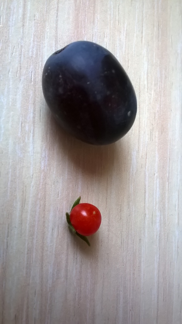 Siberian tomato - Garden, My, League of giants, Siberia