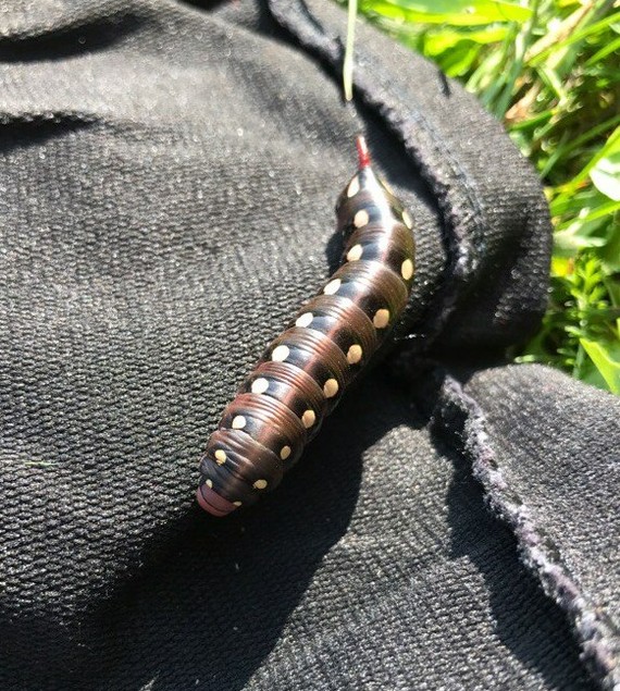 Question for biologists - Caterpillar, Biology, Butterfly, Who is this?