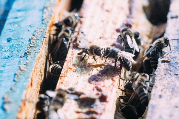 Life of bees. - Longpost, My, Macro, Honey, Bees, Macro photography