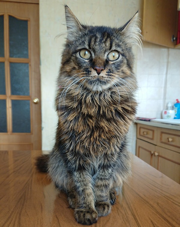 Подскажите породу кота