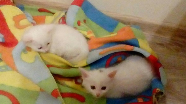 Pikabu, I'll give the kittens! - My, , I'll give it to good hands, Urgently, Help, cat, In good hands, Tambov, Helping animals