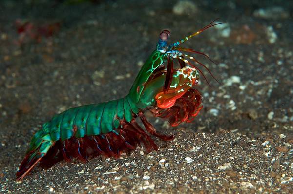 The strongest and most beautiful - Nature, Crayfish, mantis shrimp, Color perception, Hit