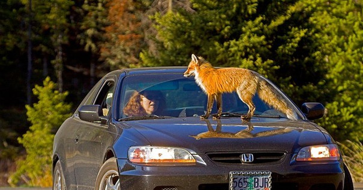 Лиса авто. Лиса в машине. Лисичка автомобиль. Лиса на машинке. Honda лиса.