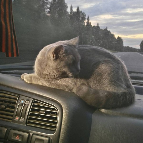 Chief navigator - Travels, cat, Pets