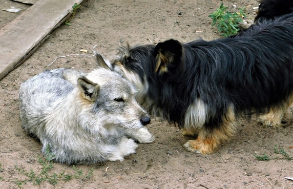 Girlfriend in the ear ... A big secret for a small company. - My, Pets, Dog