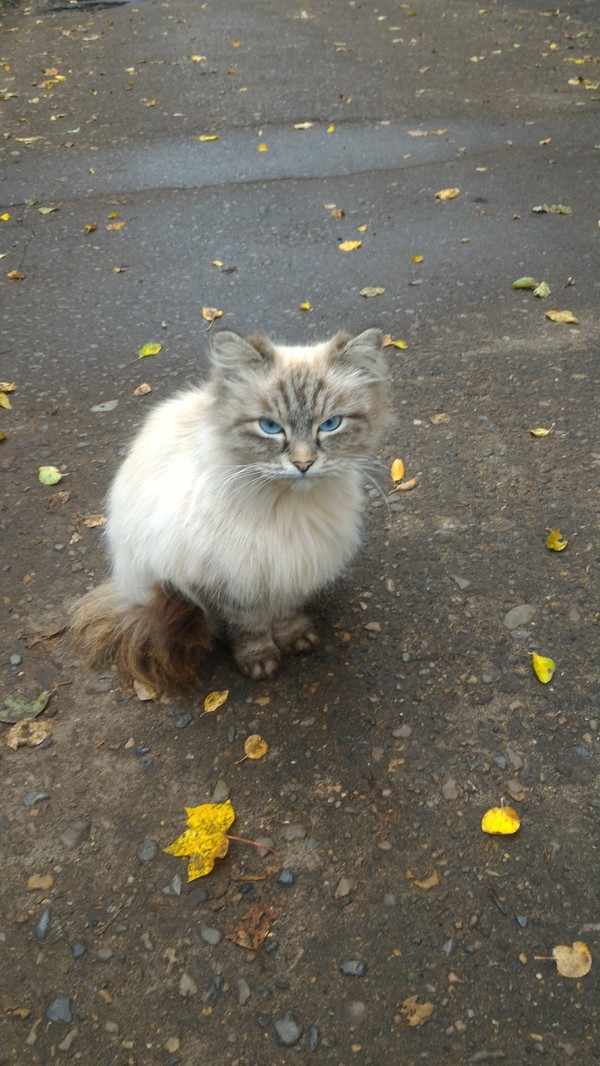 Street handsome. - My, , cat, The street