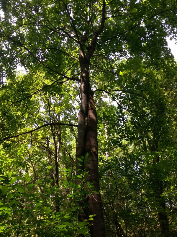 The trees grow together - beauty of nature, Nature, My, Forest