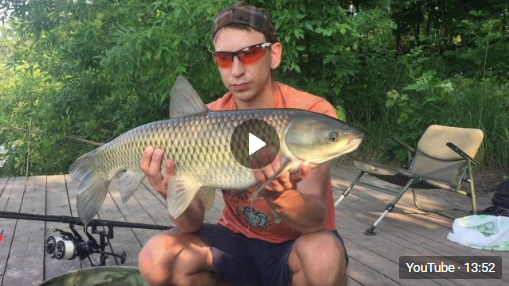 Video report from July fishing on a paid pond - My, Fishing, Pond, carp fishing, Paid pond, Voronezh, Carp