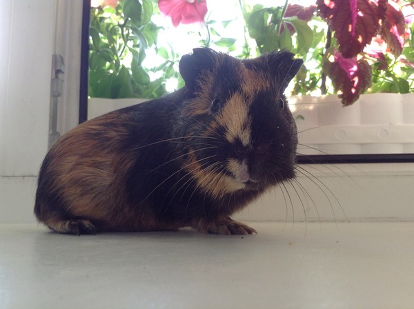 cat and pig - cat, Longpost, Fluffy, Guinea pig, My