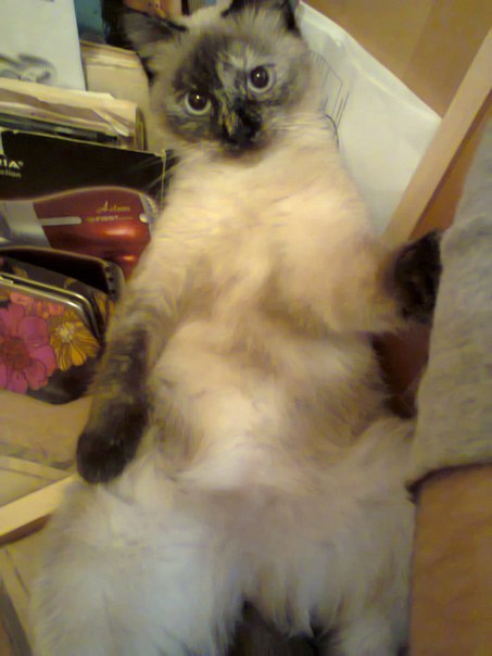 Kitty seductress - , cat, My