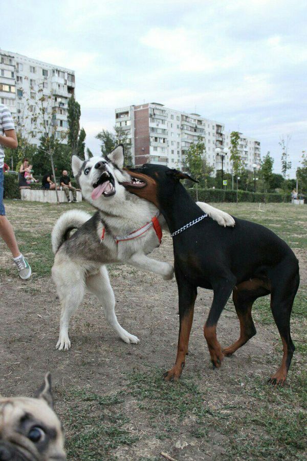 Bitten on the barrel - Pug, Husky, Doberman, Dog