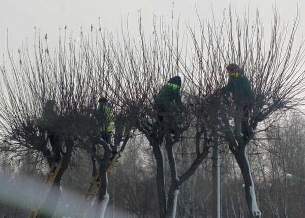 Rooks have arrived... Nests are being built) - My, Humor, Photo on sneaker