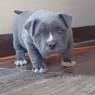 Милота