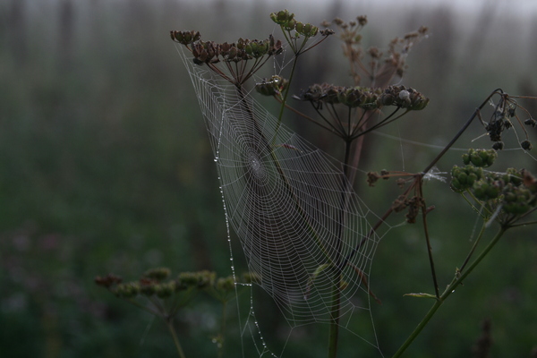 August morning - My, Beginning photographer, Canon, August, Web, Morning, Dew, The photo, Longpost