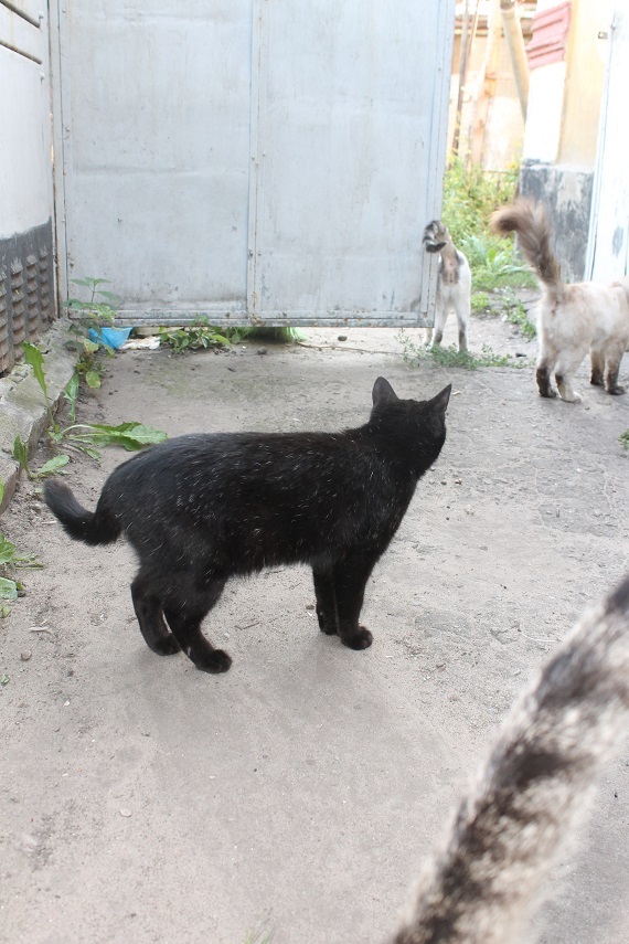 Мой личный Котоленд 89 - Моё, Кот, Приют, Помощь, Липецк, Котоленд, Длиннопост, Приют Котоленд